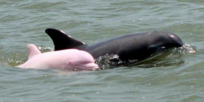 Beautiful Rare Pink Dolphin Spotted in the Wild