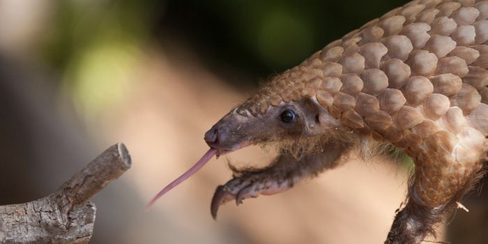 Novel Coronavirus Has Now Infected At Least 34,500 People