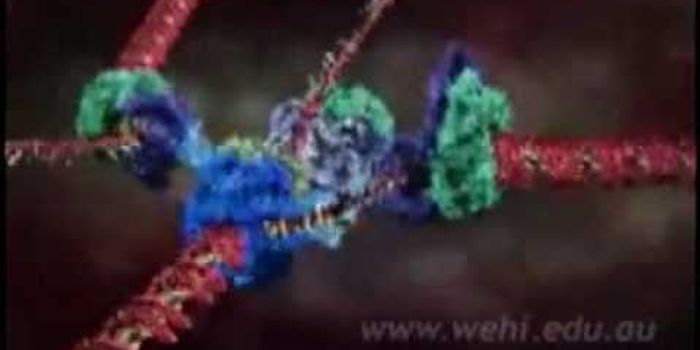 DNA Replication