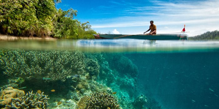How to Save the World's Coral Reefs? Global Reforestation