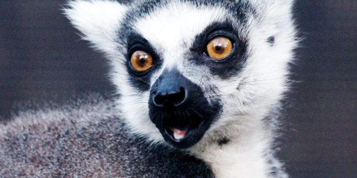 3D scans preserve lemurs for 'virtual dissection'