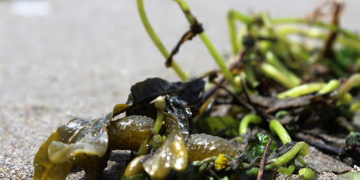 Thank Seaweed for Your Existence