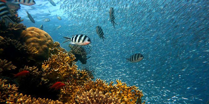 Human Activities are Causing the Next Mass Extinction