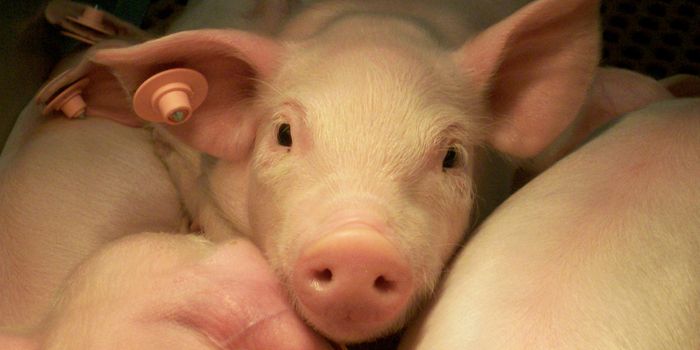 Superbug Antibiotic Resistance Gene Appears on US Farm