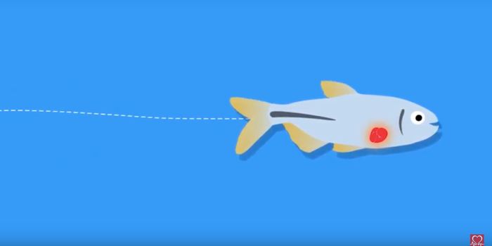 How Fish can Teach us About Mending a Broken Heart