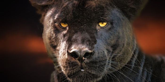 This is Why You Shouldn't Pass the Safety Barriers At Public Zoos