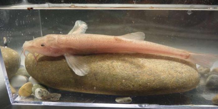 This is the First Cave Fish Ever Found in Europe
