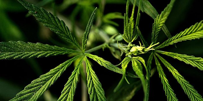 Brain's Version of THC Reduces Seizures, Increases Side Effects