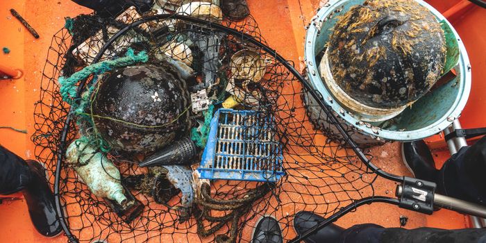 Floating Plastic Contributes to Jump in Coastal Marine Colonies