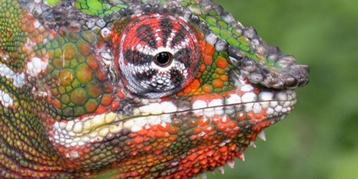 DNA Reveals Eleven Different Species of Chameleons
