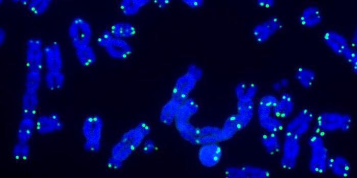 A New Method Enables Unprecedented Insight Into Telomeres