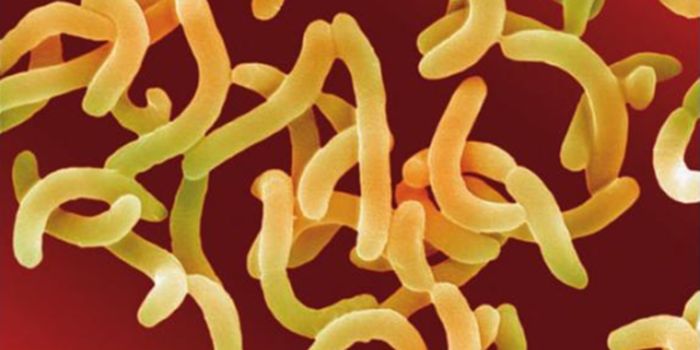 Viruses cure cholera