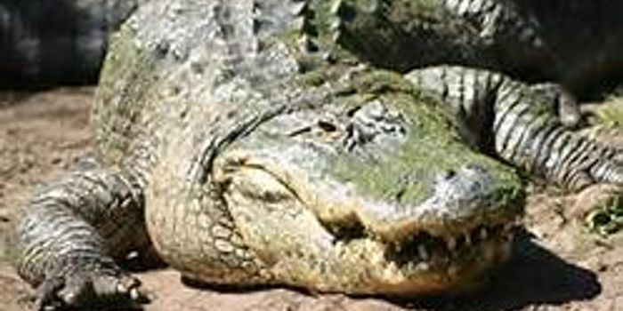 Alligators and Crocodiles Discovered Using Lures to Hunt Prey