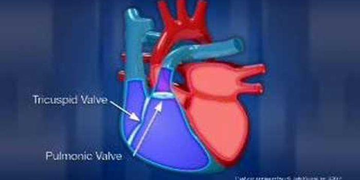 Quick and clear overview of the human heart