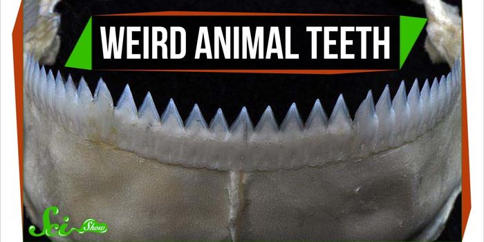 Bet you've never seen these weird teeth before!