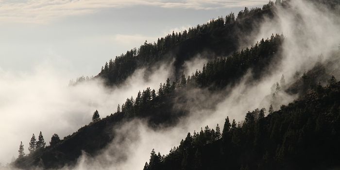 How Iceland is growing forests for the first time in a millennium