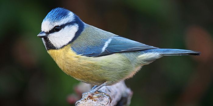 Study Finds Little Birds Have Rapid, But Not Very Clear, Vision