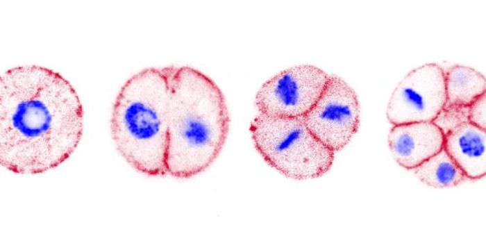 Embryonic Development in an Ancient Unicellular Organism