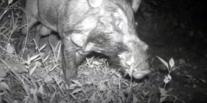 One of the World's Rarest and Ugliest Pigs Caught on Camera