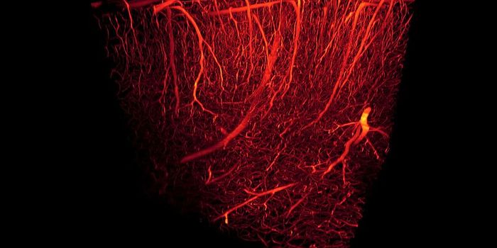 Fixing What Goes Wrong During Sepsis