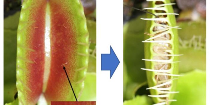 How a Carnivorous Plant Creates a 'Memory'