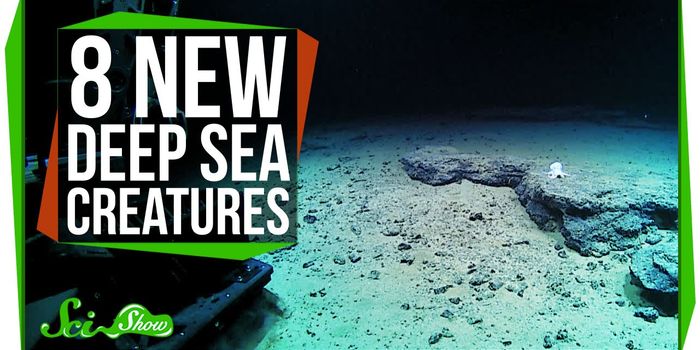 8 Newly Discovered Inhabitants of the Deep Sea
