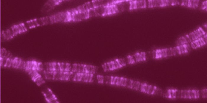 Bacterial Cell Wall Proteins Found, Could be new Drug Targets