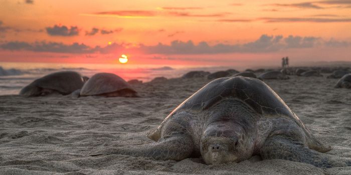 Rescue Teams Save Dozens of Stranded Sea Turtles in Indonesia Amid Deadly Tsunami