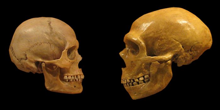 The Impact of Neanderthal DNA on Human Gene Expression