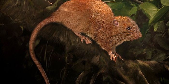 Giant Coconut-Munching Rat Species Discovered on Solomon Islands