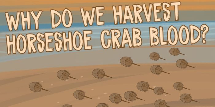 Blood From This Crab is Worth $60K per Gallon