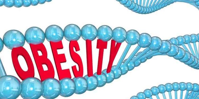 Developing a Drug For Genetic Obesity