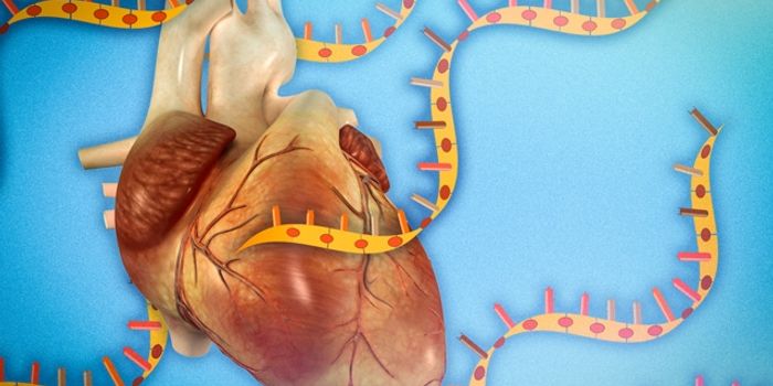 Function of Non-Coding RNA Linked to its Structure