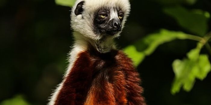 It Will Take an Estimated 23 Million Years to replace Madagascar's Endangered Mammal Species