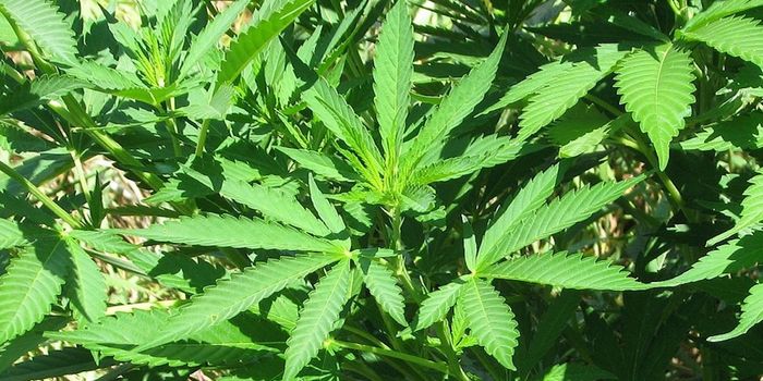 Cannabidiol has a Powerful Antimicrobial Effect