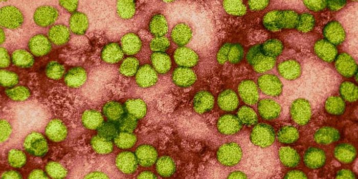 Hepatitis C Sabotages the Immune System to Infect Human Cells