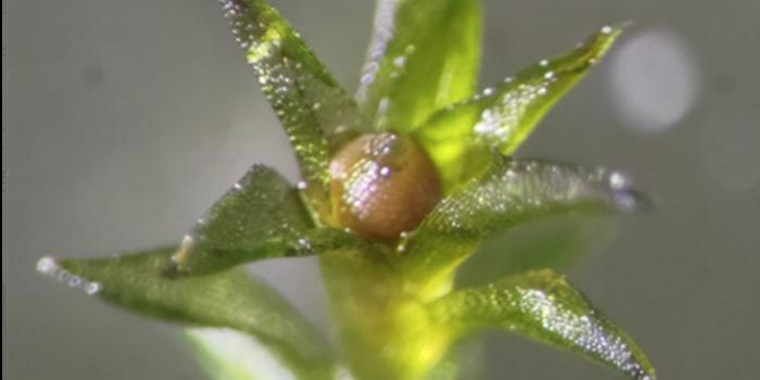 Over 80% of Moss Spores Survive 283 Days on Exterior of ISS