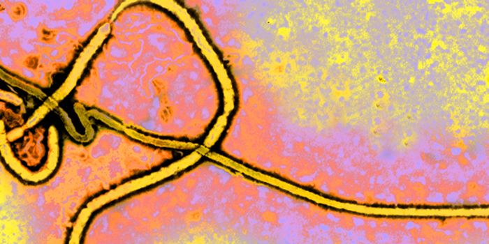 Unearthing All of Ebola's Secrets