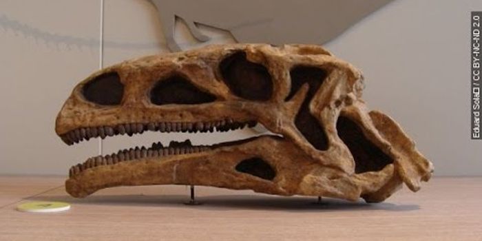 Plant Eaters Found No Food At The Equator