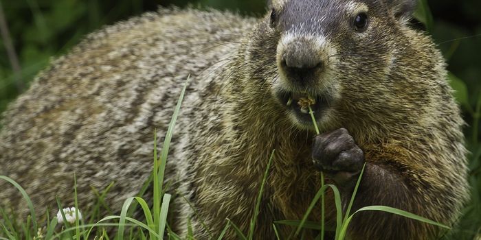 Groundhogs Can Be a Nuisance, and Here's Why