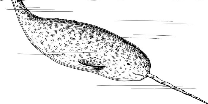 Narwhals With Larger Tusks Have a Better Chance of Finding a Mate