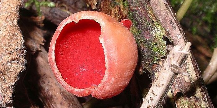 Single-cell Genomics Expands the Fungal Tree of Life