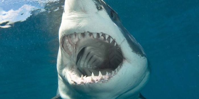 Video Purported to Show First Ever Footage of a Shark Taking a Nap