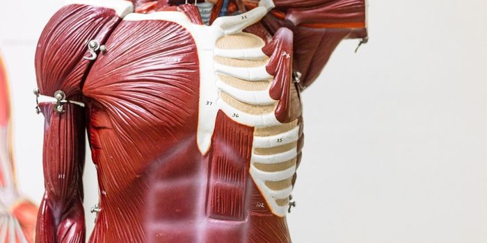 New Artificial Muscle Technology