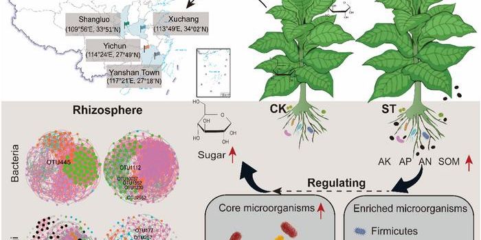 Peanut Shell Biochar Boosts Soil Health and Crop Quality