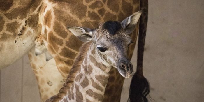 Masai Giraffe Calf Born at Santa Barbara Zoo