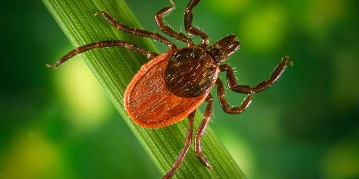 Genes That Diagnose Lyme Disease are Identified