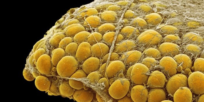 Combat Obesity by Turning White Fat into Brown Fat