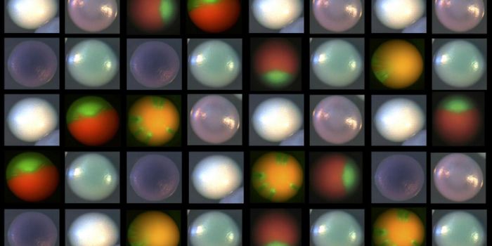 Mutation Hotspot in Common Fungus Gives it Adaptation Skills