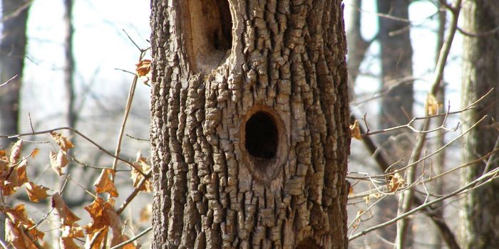 Woodpeckers Utilize Wood-Hungry Fungi to Help With Hole-Pecking